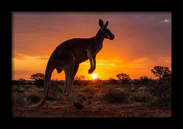 Kangaroo Shadows Against Twilight