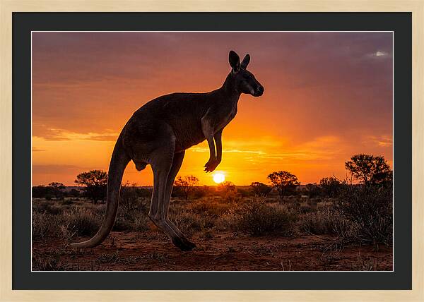 Kangaroo Shadows Against Twilight