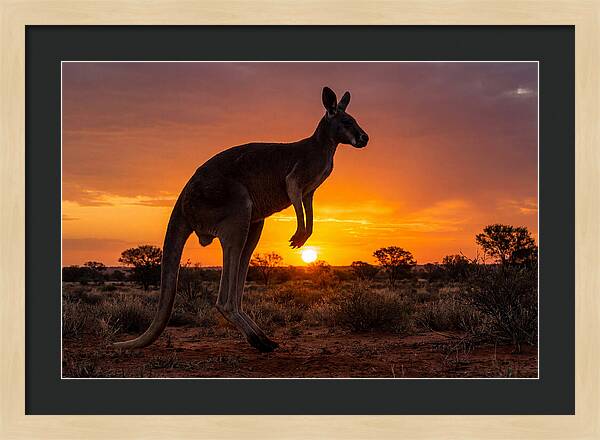 Kangaroo Shadows Against Twilight