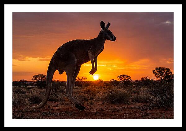 Kangaroo Shadows Against Twilight
