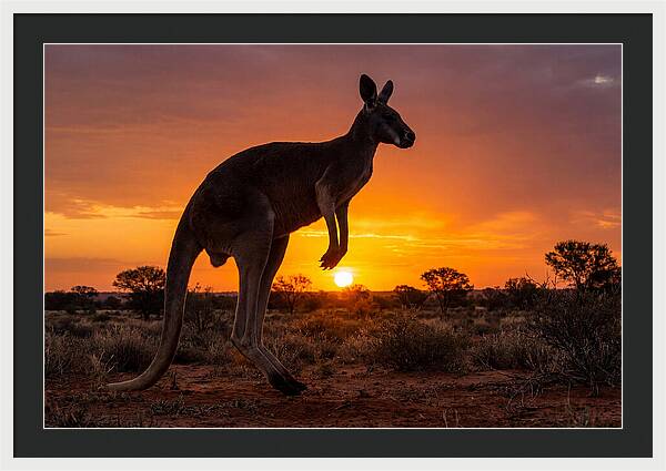 Kangaroo Shadows Against Twilight