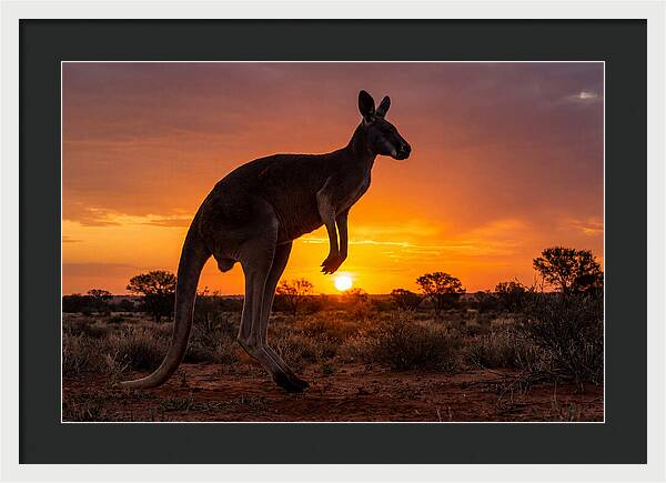 Kangaroo Shadows Against Twilight
