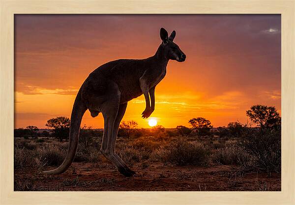 Kangaroo Shadows Against Twilight