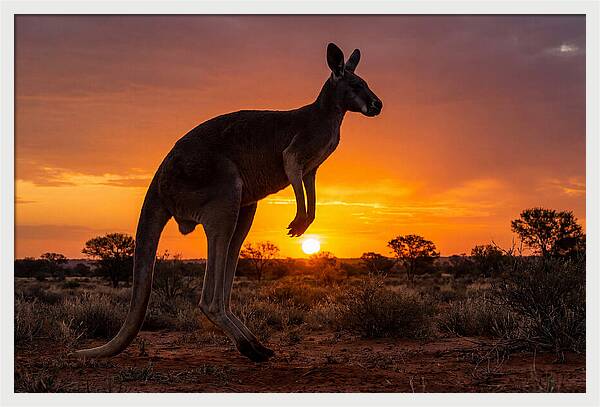 Kangaroo Shadows Against Twilight