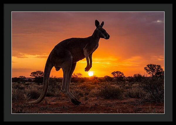 Kangaroo Shadows Against Twilight
