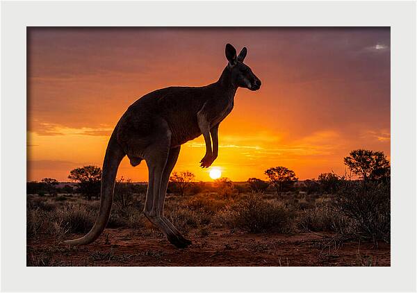 Kangaroo Shadows Against Twilight