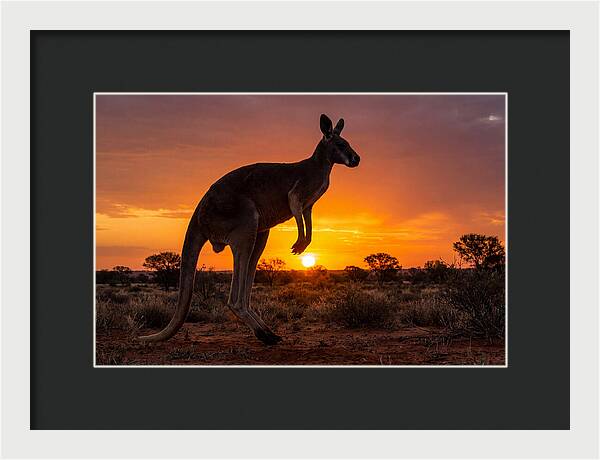 Kangaroo Shadows Against Twilight