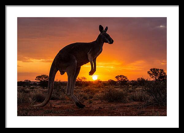 Kangaroo Shadows Against Twilight
