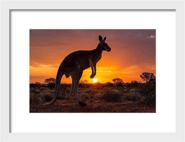 Kangaroo Shadows Against Twilight