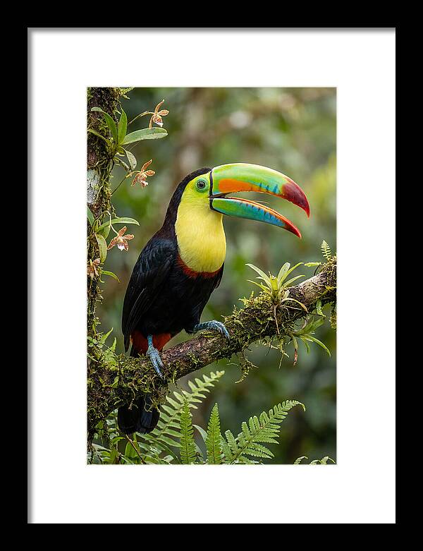 Keel Billed Toucan Perched Gracefully