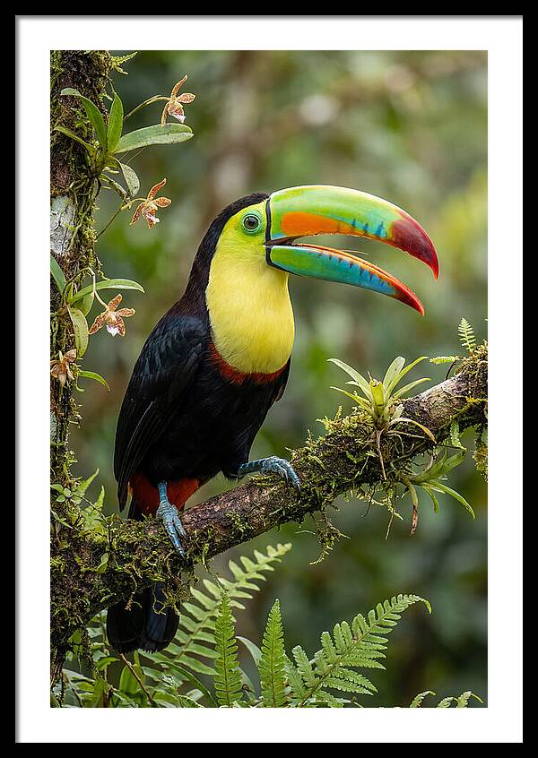 Keel Billed Toucan Perched Gracefully