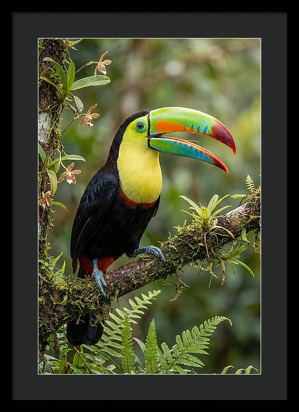 Keel Billed Toucan Perched Gracefully