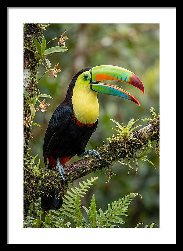 Keel Billed Toucan Perched Gracefully