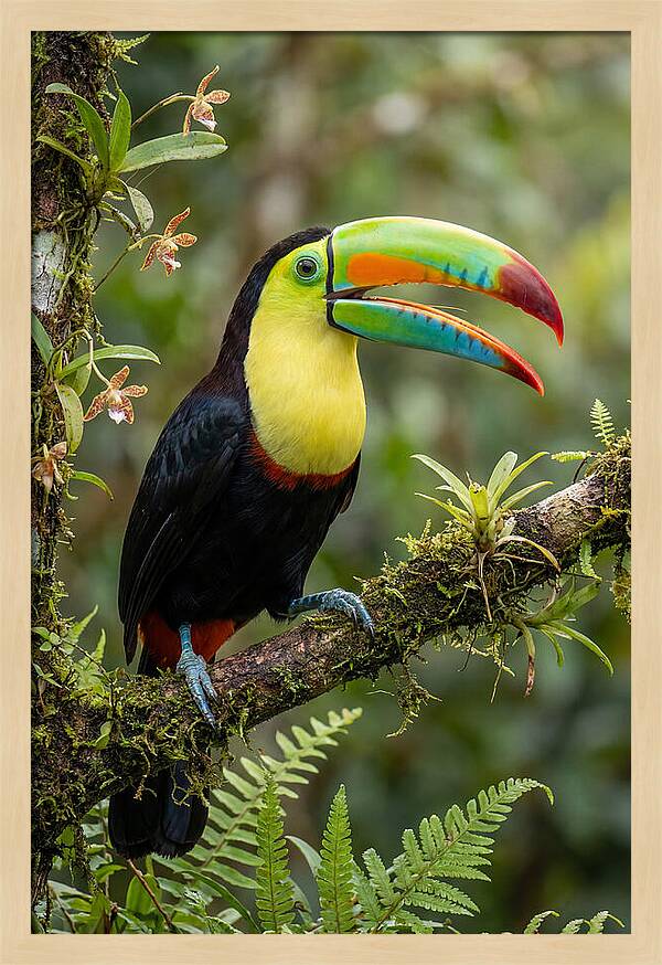 Keel Billed Toucan Perched Gracefully