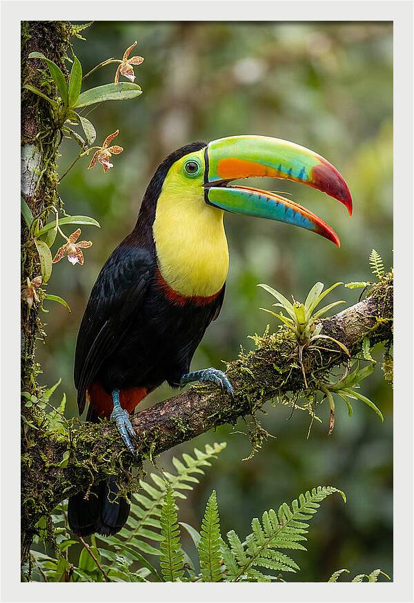 Keel Billed Toucan Perched Gracefully