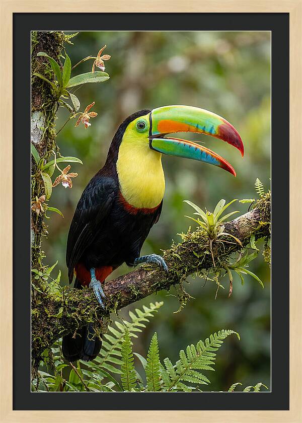 Keel Billed Toucan Perched Gracefully