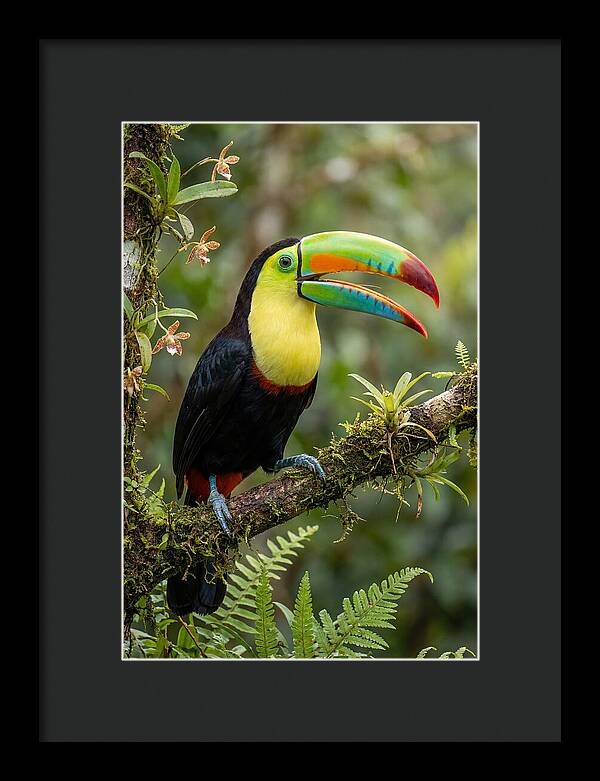 Keel Billed Toucan Perched Gracefully