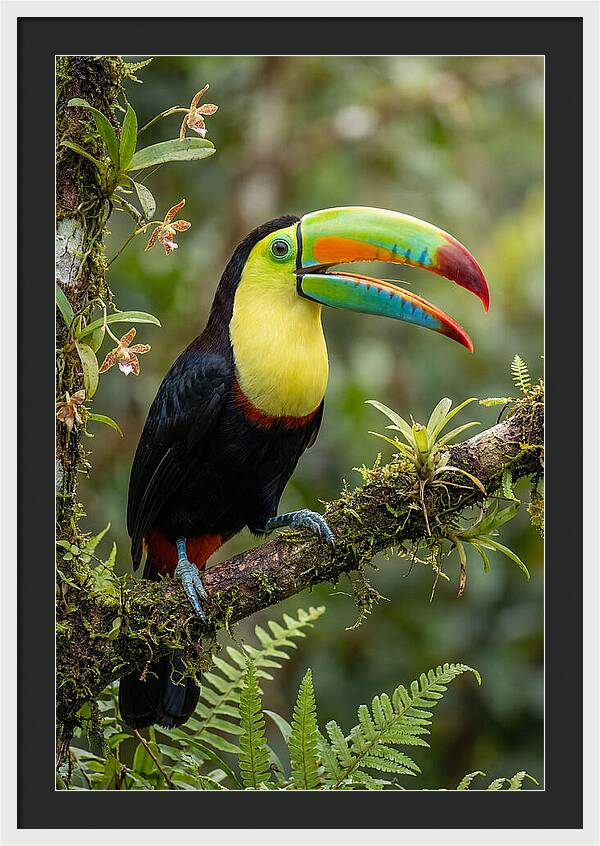 Keel Billed Toucan Perched Gracefully