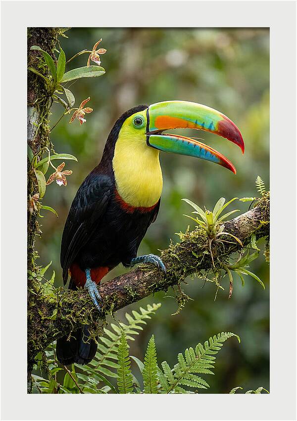 Keel Billed Toucan Perched Gracefully