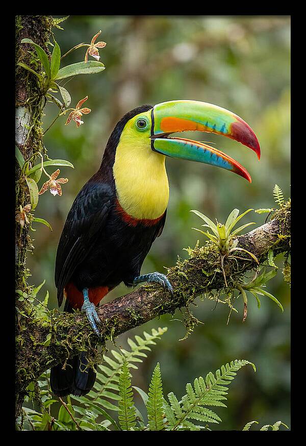 Keel Billed Toucan Perched Gracefully