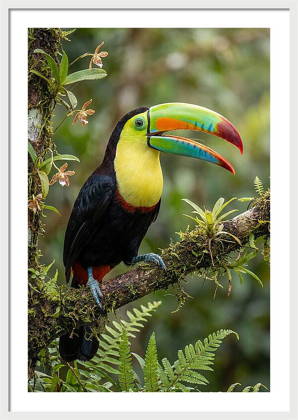 Keel Billed Toucan Perched Gracefully