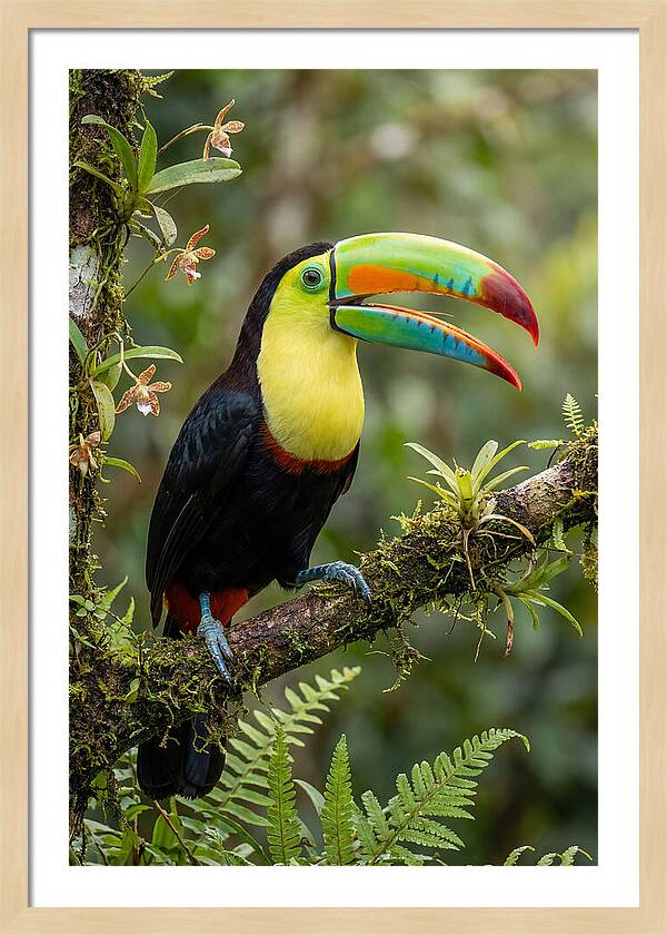 Keel Billed Toucan Perched Gracefully