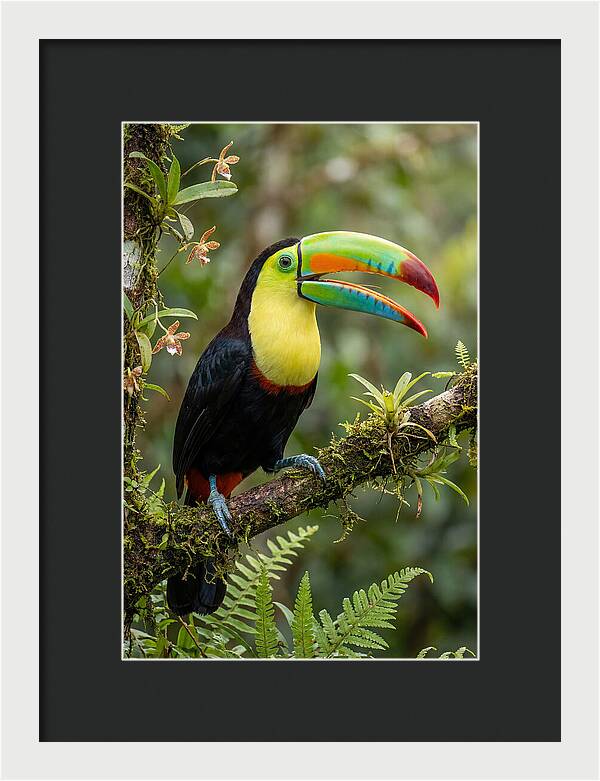 Keel Billed Toucan Perched Gracefully