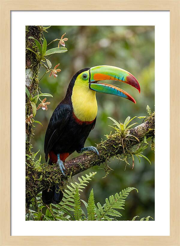 Keel Billed Toucan Perched Gracefully