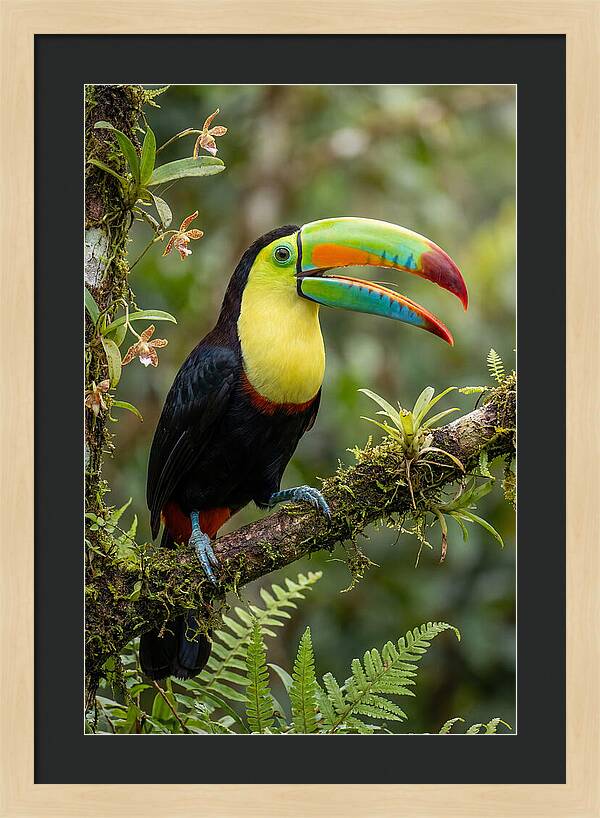 Keel Billed Toucan Perched Gracefully