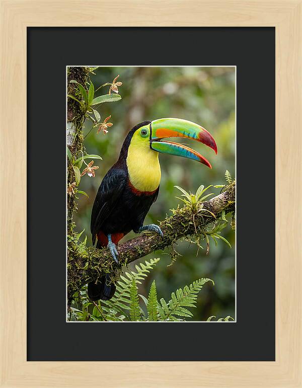 Keel Billed Toucan Perched Gracefully