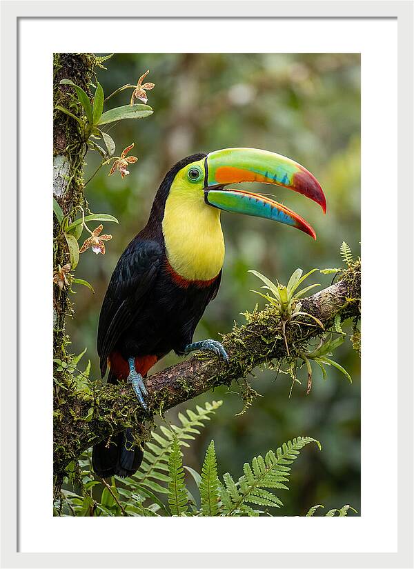 Keel Billed Toucan Perched Gracefully