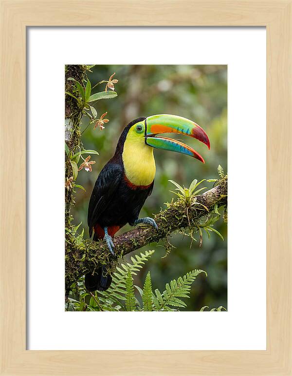 Keel Billed Toucan Perched Gracefully