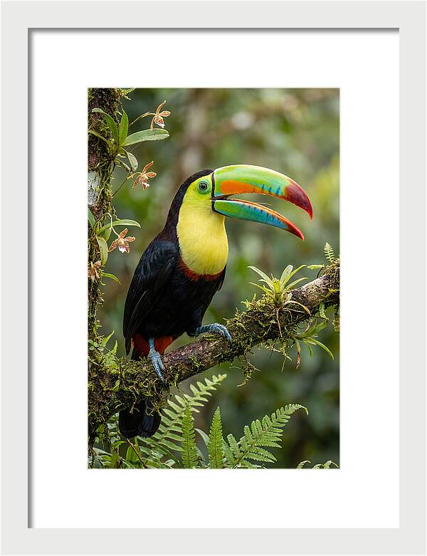Keel Billed Toucan Perched Gracefully
