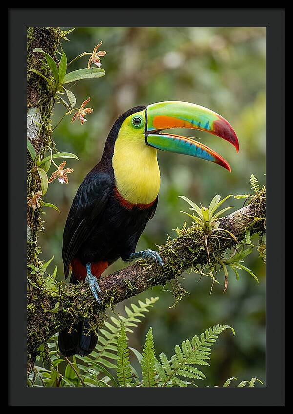 Keel Billed Toucan Perched Gracefully
