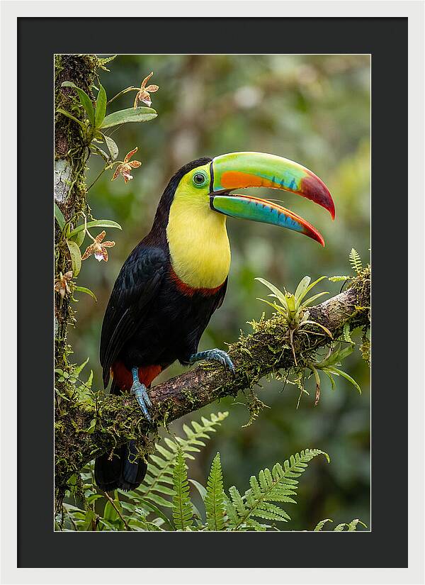 Keel Billed Toucan Perched Gracefully
