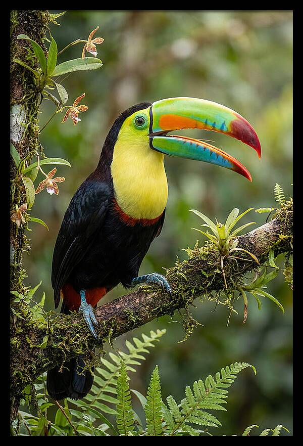 Keel Billed Toucan Perched Gracefully