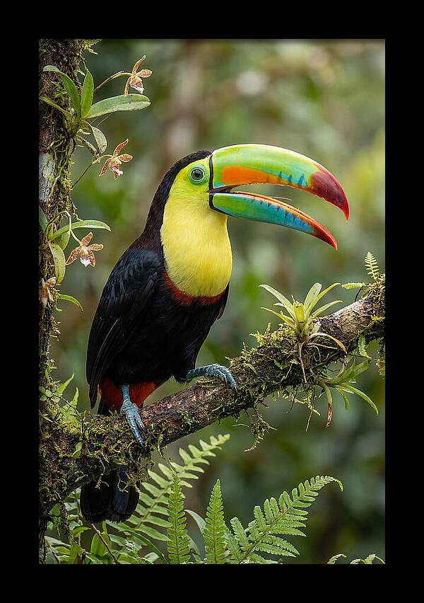 Keel Billed Toucan Perched Gracefully