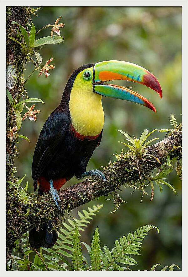 Keel Billed Toucan Perched Gracefully