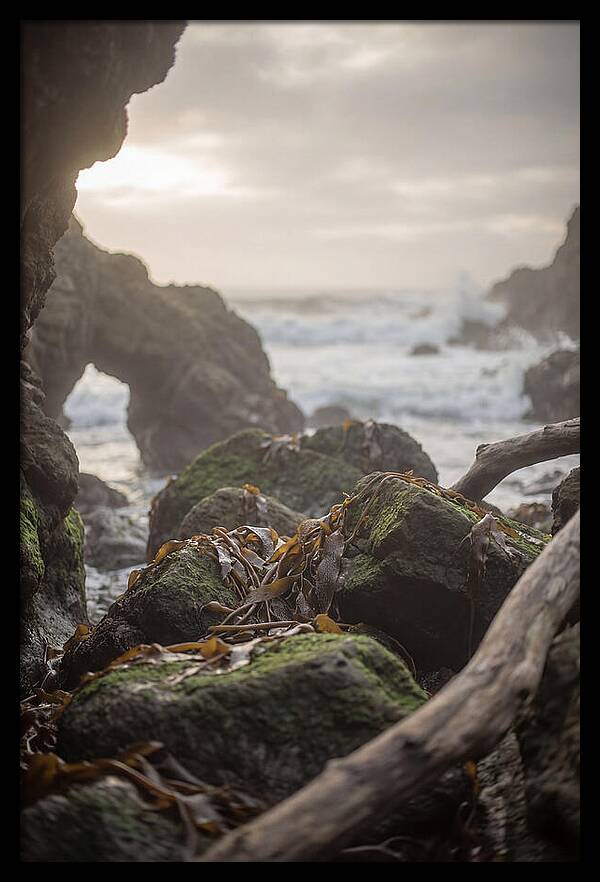 Kelp Covered Rocks Along Wild Coast