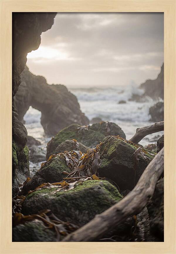 Kelp Covered Rocks Along Wild Coast