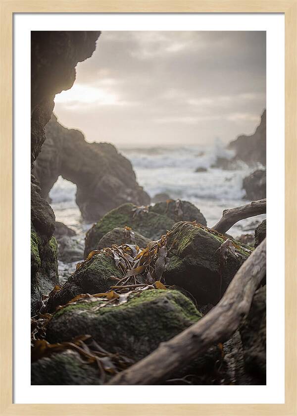Kelp Covered Rocks Along Wild Coast