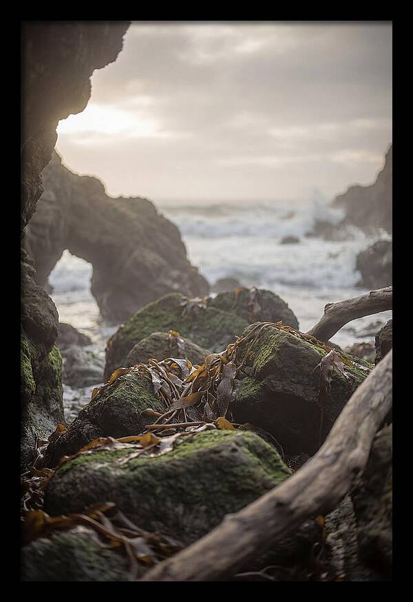 Kelp Covered Rocks Along Wild Coast