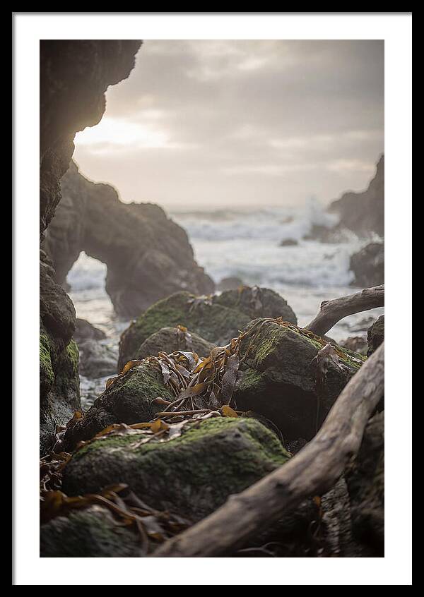 Kelp Covered Rocks Along Wild Coast