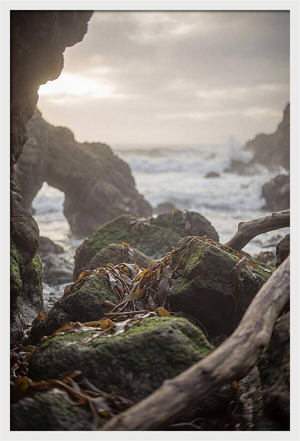 Kelp Covered Rocks Along Wild Coast