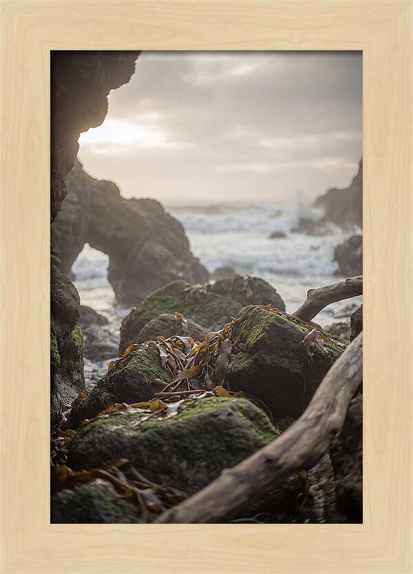 Kelp Covered Rocks Along Wild Coast