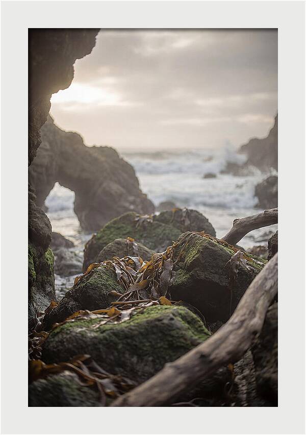 Kelp Covered Rocks Along Wild Coast