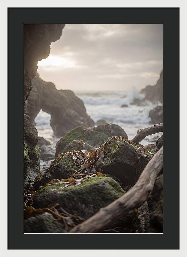 Kelp Covered Rocks Along Wild Coast