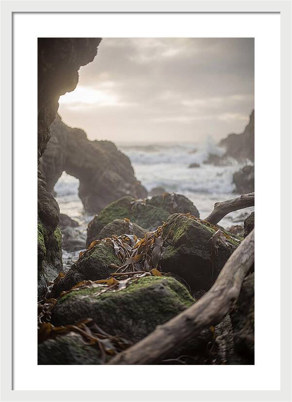 Kelp Covered Rocks Along Wild Coast