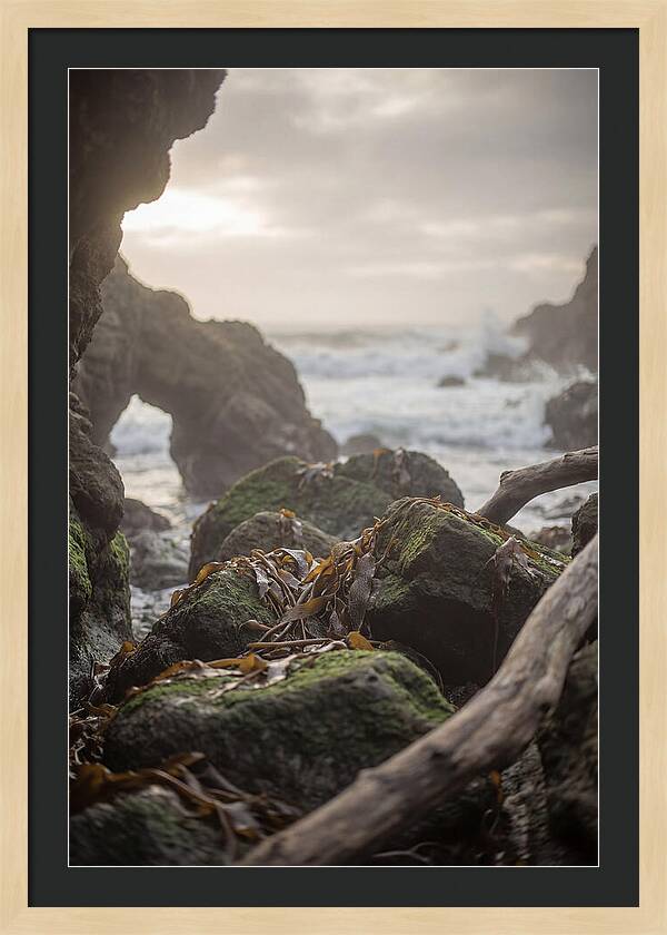 Kelp Covered Rocks Along Wild Coast