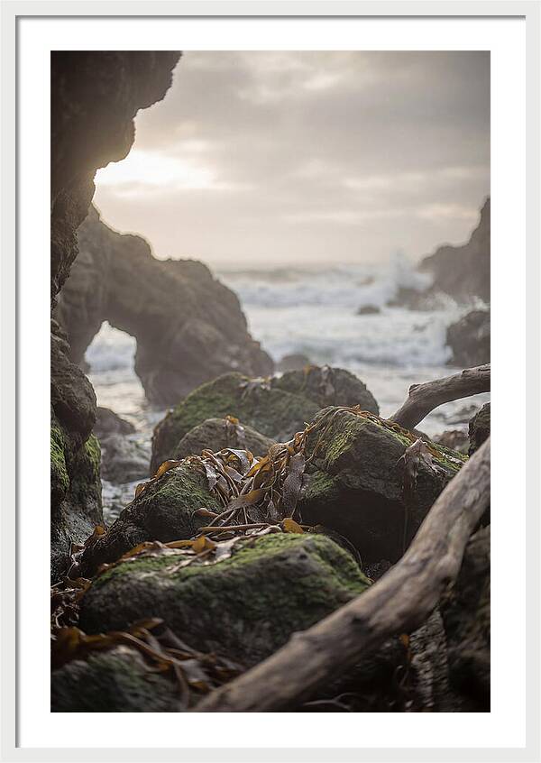 Kelp Covered Rocks Along Wild Coast